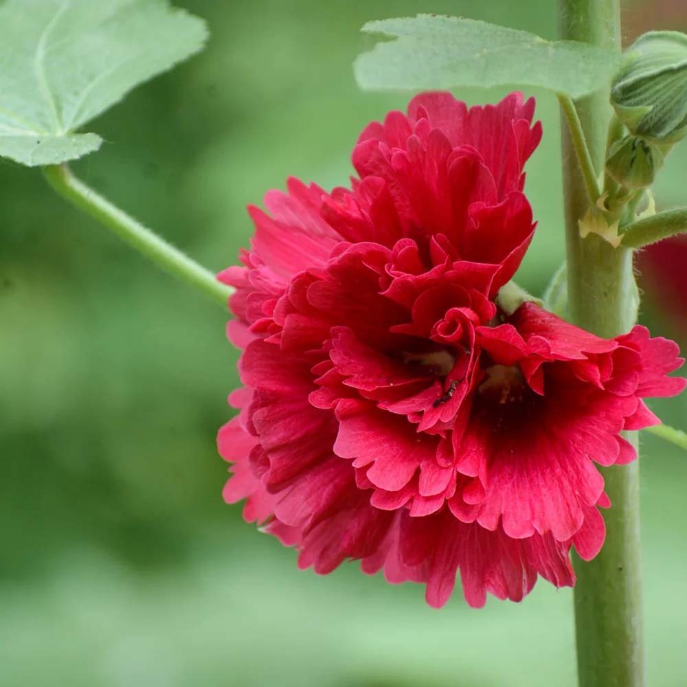 W964 Tall Double Red Hollyhock