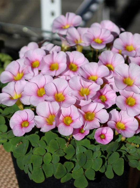 Oxalis obtusa Series Bulb - 'Purpurea Ulifoura'