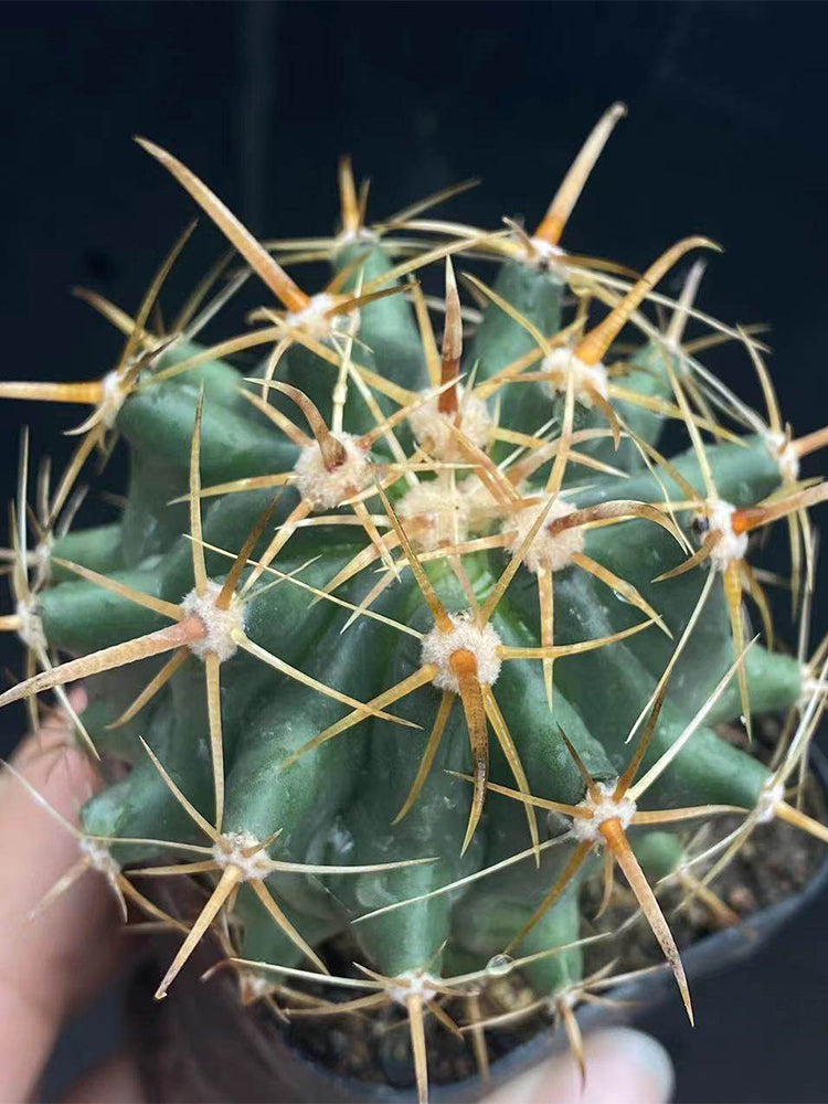 Ferocactus peninsulae