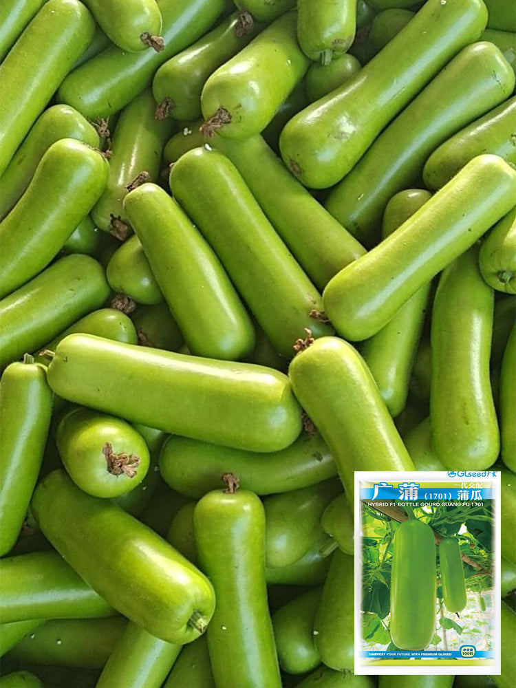 Guangpu 1701 Bottle Gourd