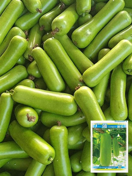 Guangpu 1701 Bottle Gourd