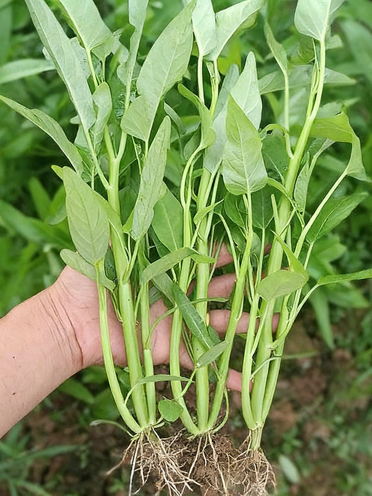 Meifeng No.3 Water Spinach