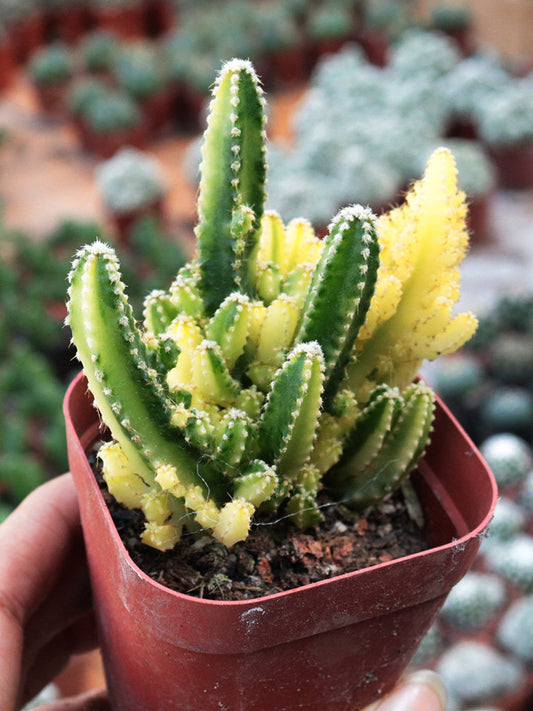 Variegated 'Fairy Castle' Live Cactus