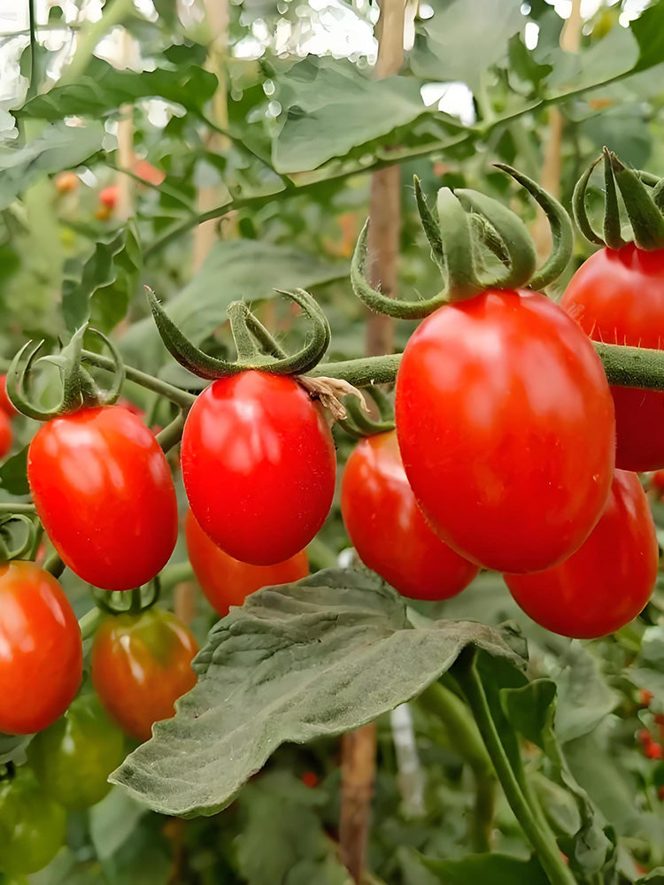 Red Saint Cherry Tomato