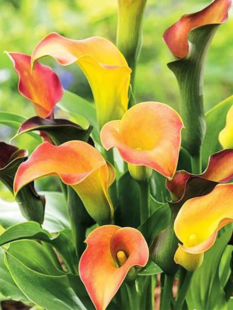 'Rialto' Calla Lily