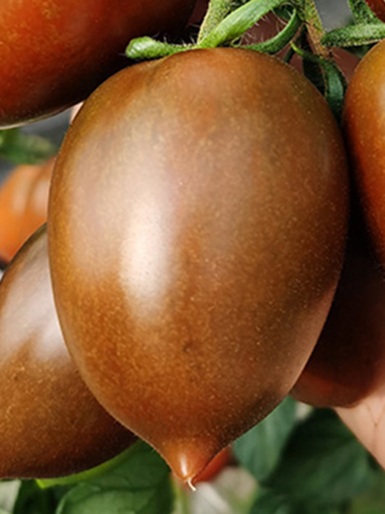 Purple Roman Tomato