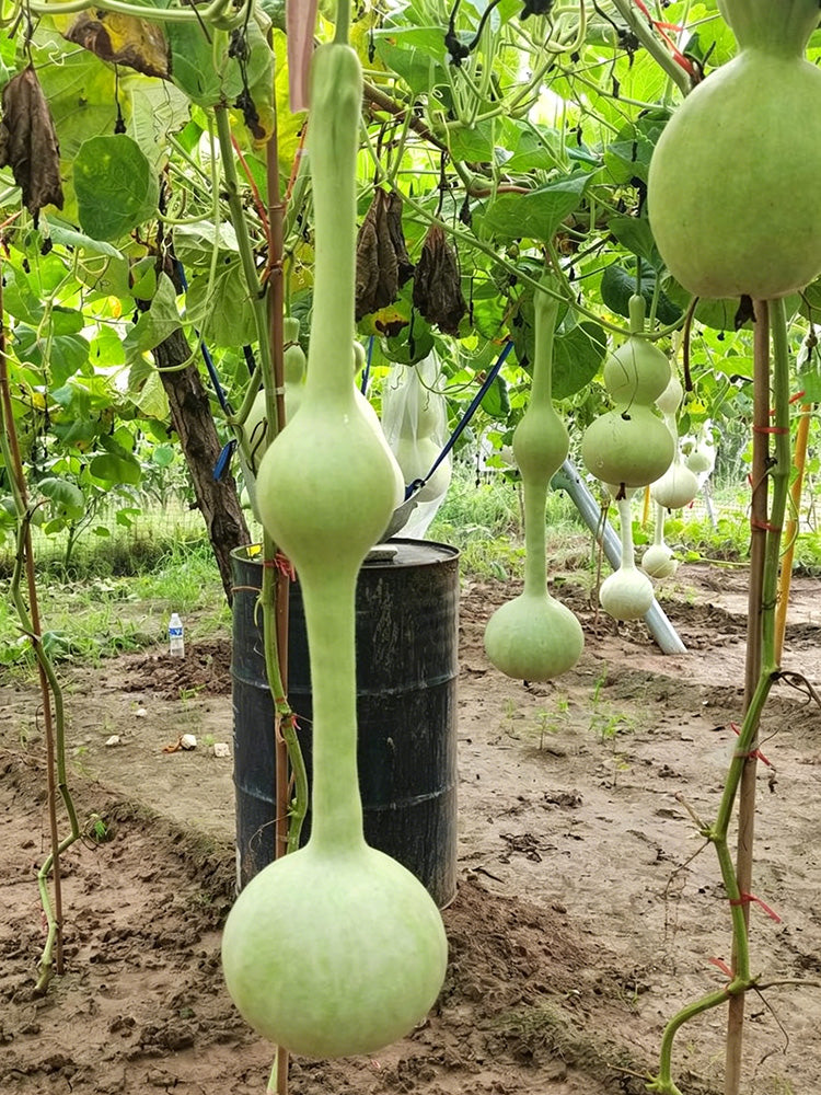 Wild Goose Neck Gourd