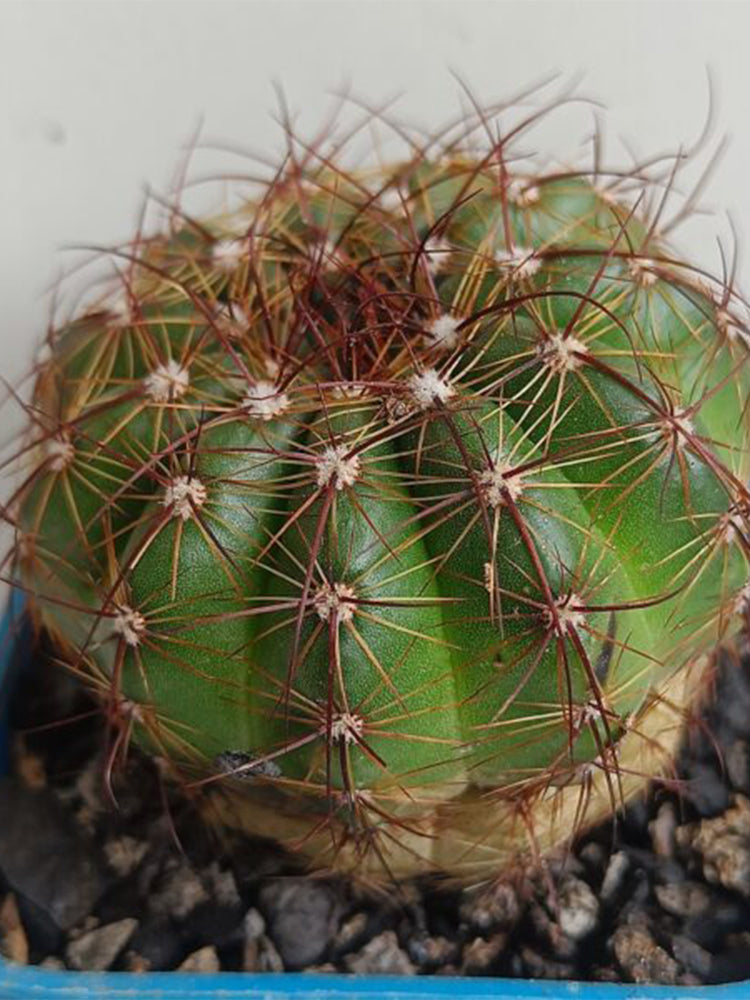 Parodia ottonis