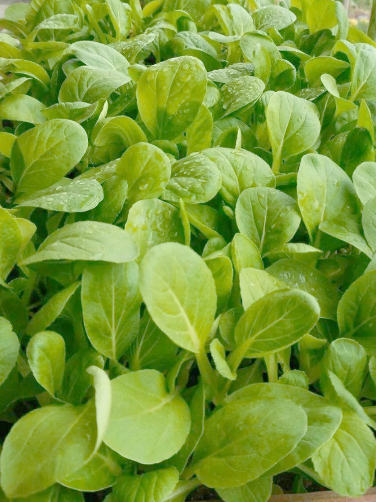 Jiemei Pak Choi