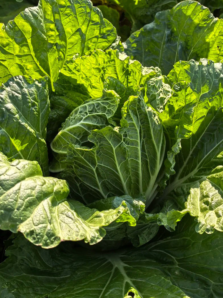 Jiemei 203 Xiayang Chinese Cabbage