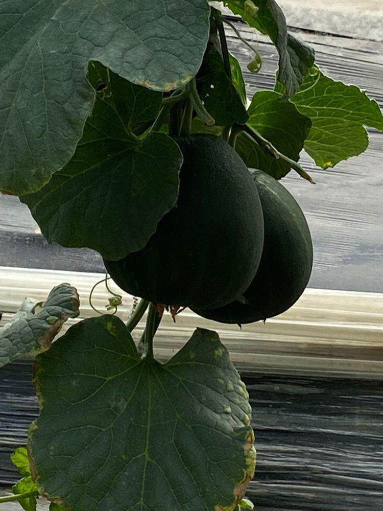 Sweet Mealy Black Skin Melon