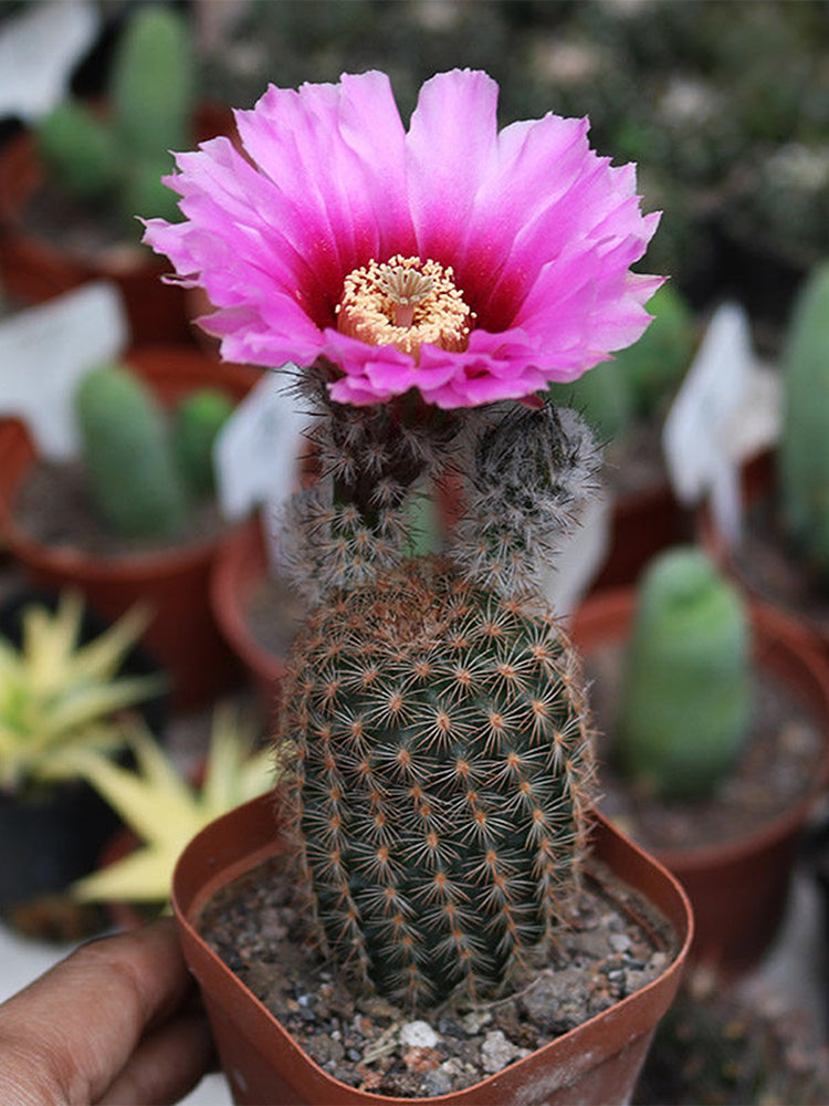 Echinocereus melanocentrus