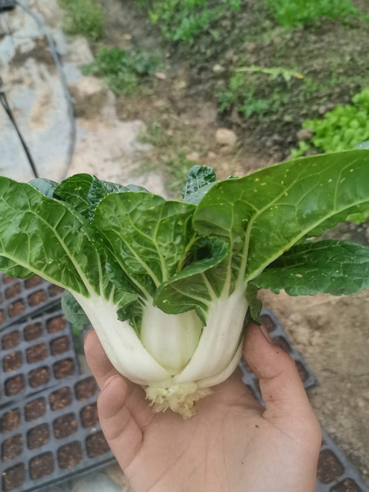 Hong Kong Milky Pak Choi