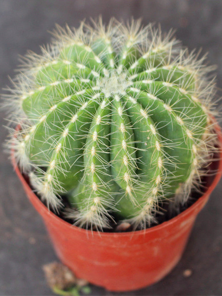 Parodia magnifica
