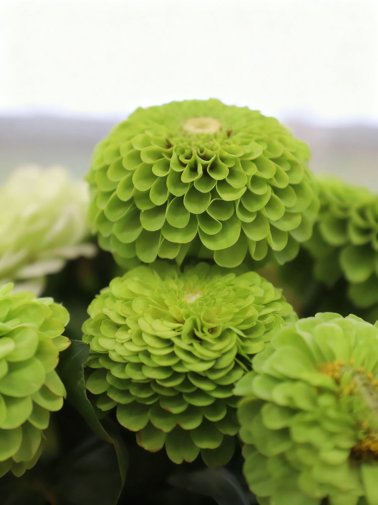 Green Envy Zinnia