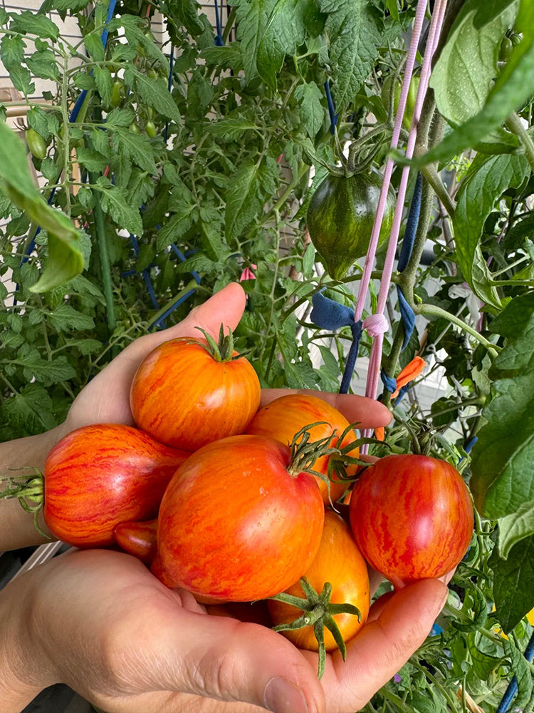 'Eden's Garden No. 6' Tomato