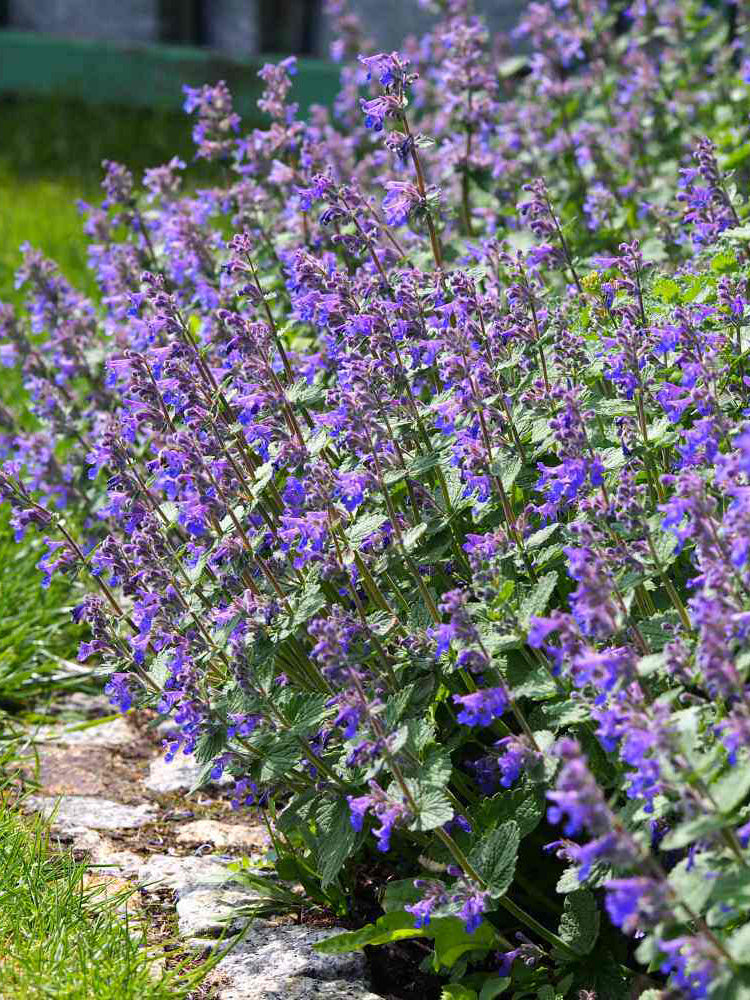 Mussin's Catmint