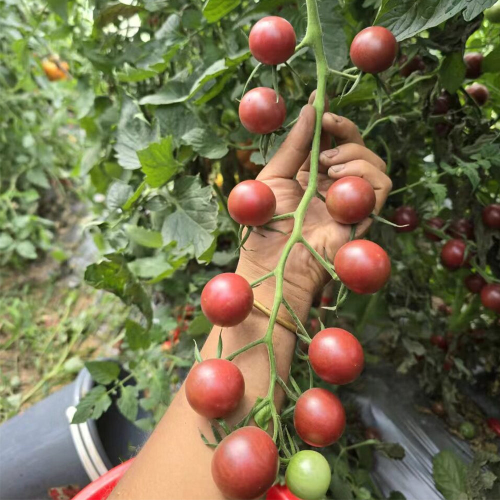 723 French Blue Cherry Tomato