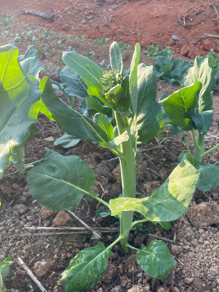 'Jiemei Thick Stem' Chinese Kale