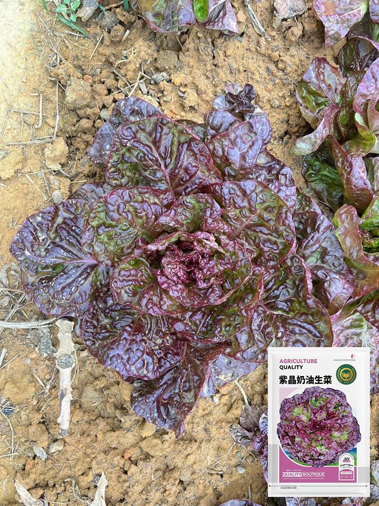 'Amethyst Cream' Lettuce