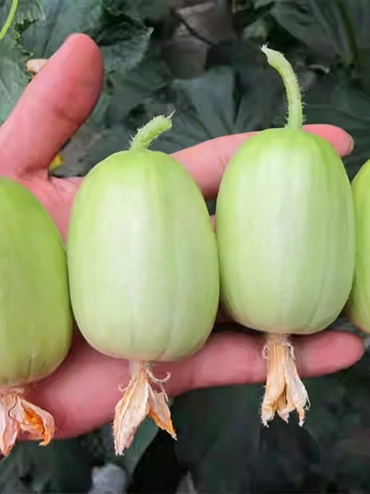 Yuanbao Fruit Cucumber