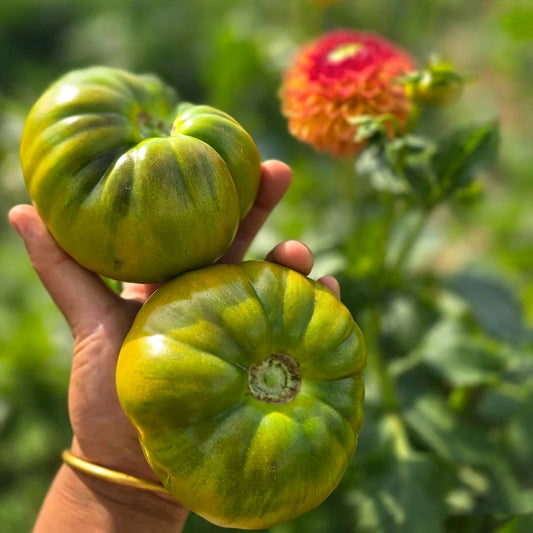 575 The Eighth Wonder of the World Tomato