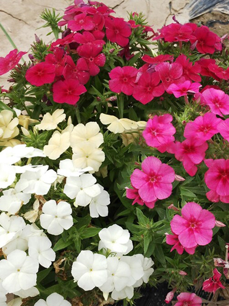 Phlox (Mixed Colors)