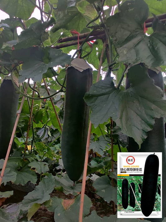 Iron-Heart Black Missile Winter Melon