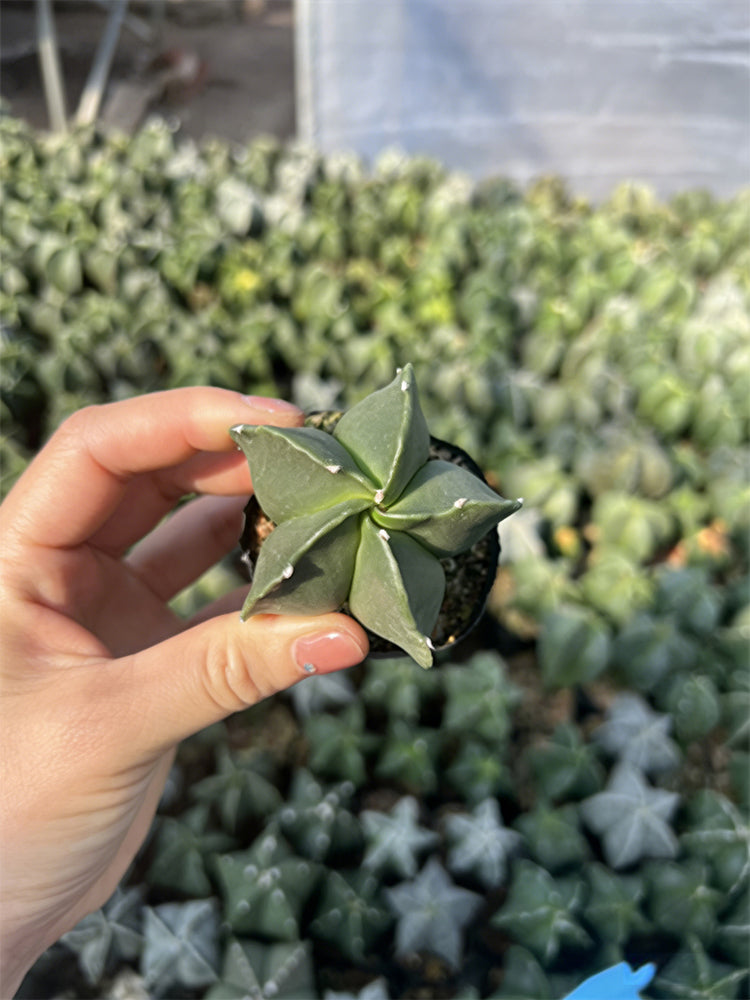 Pentagonal Glazed Bishop's Cap Cactus