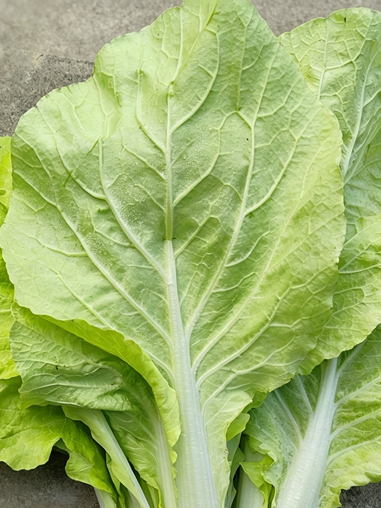 'Jiemei Golden Sweet' Bok Choy
