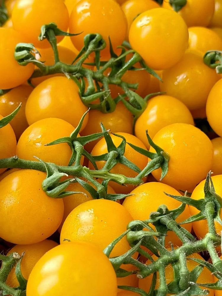 Super Sweet Yellow Peach Fruit Tomato