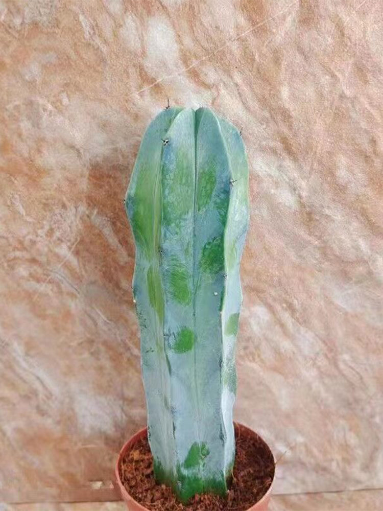 Myrtillocactus geometrizans