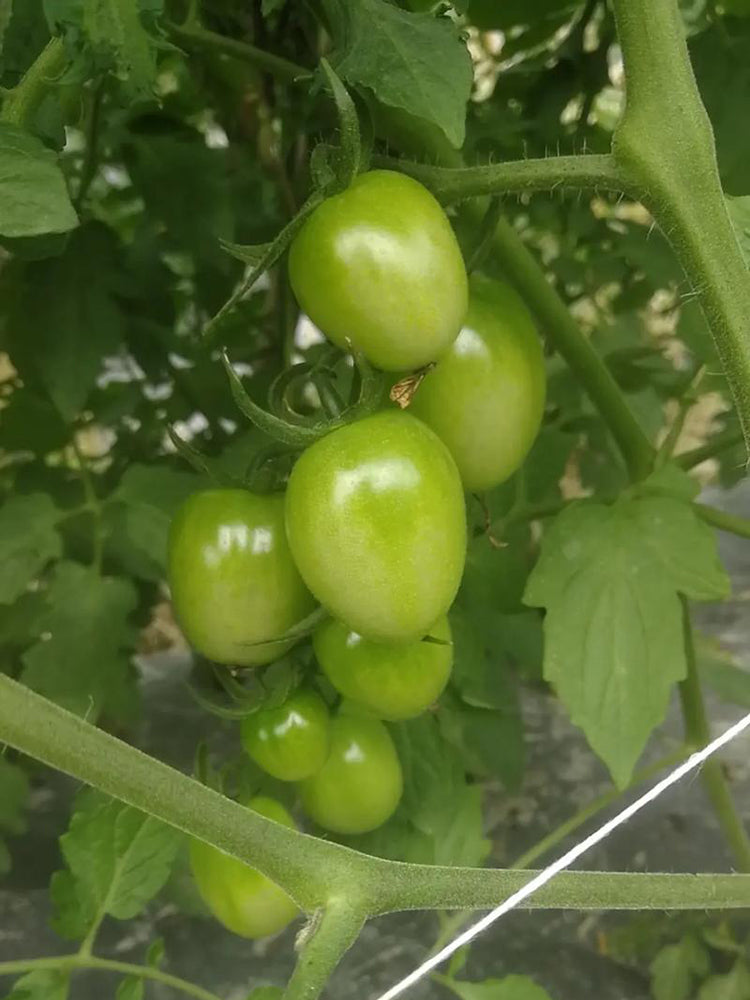 Green Jade Tomato