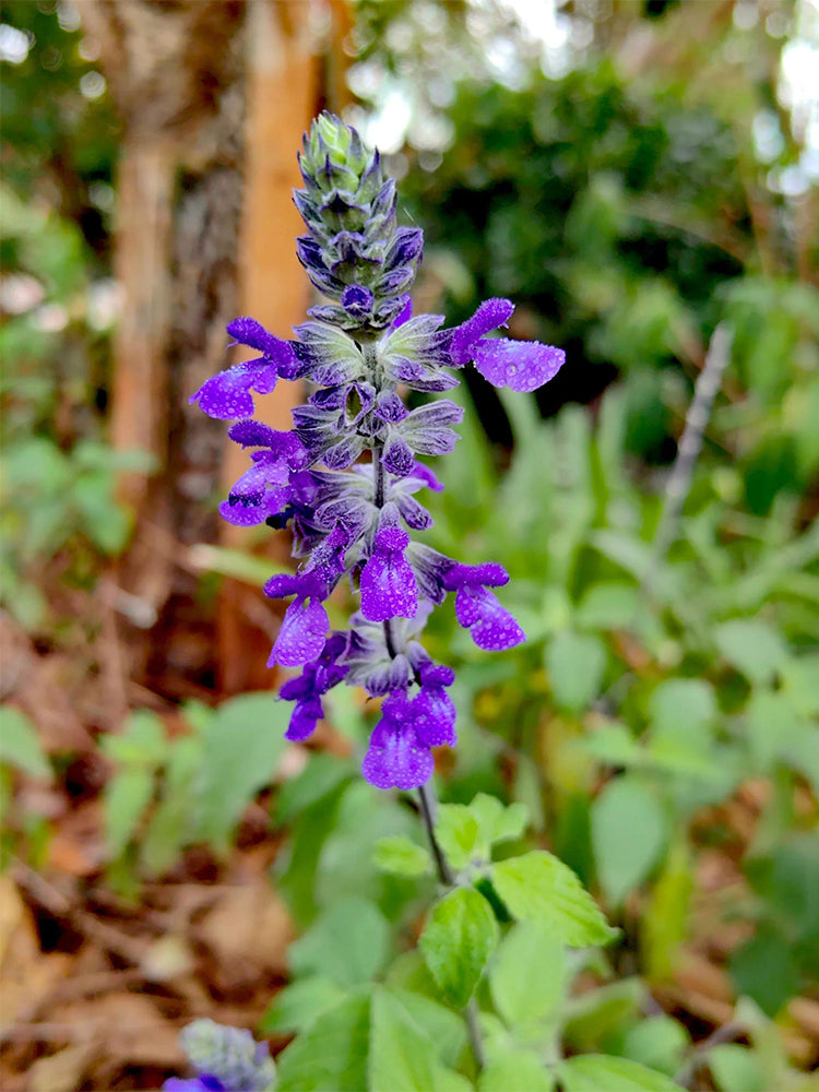 Hezhichun Blue Sage