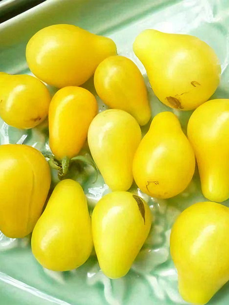 Yellow Pear Tomato