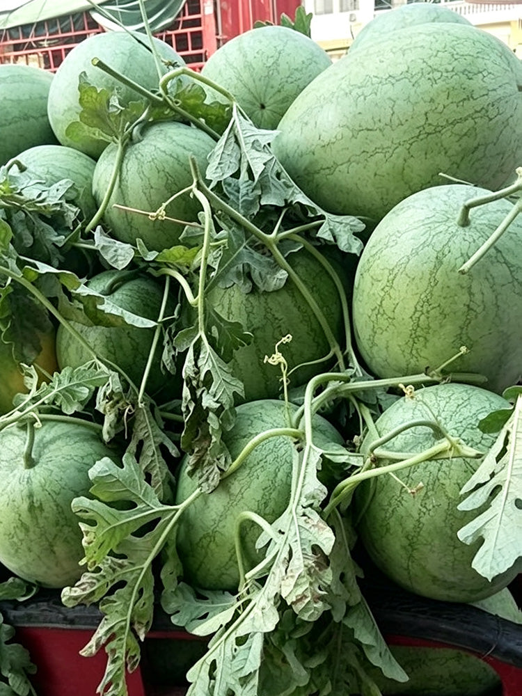 Green Phoenix F1 Giant Watermelon