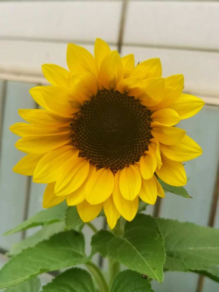 Dwarf Potted Sunflower