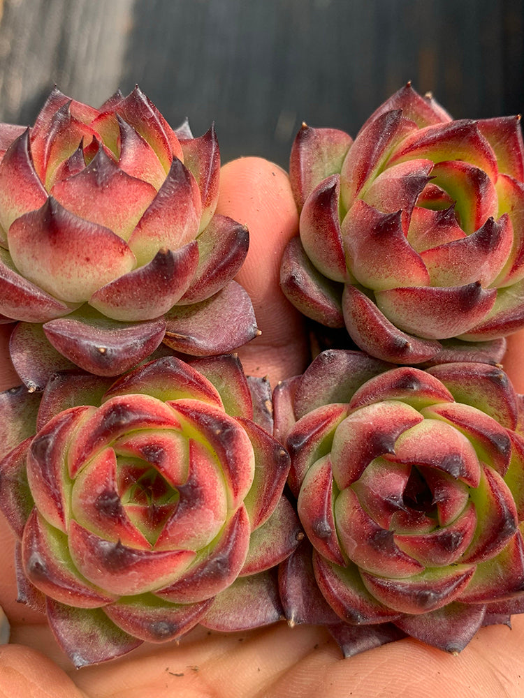 Echeveria cv. 'Gilva'