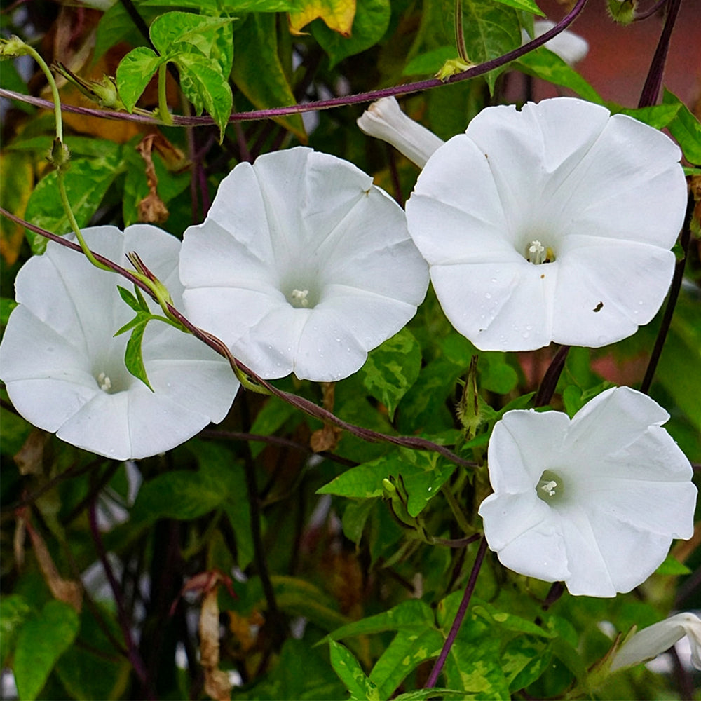 Polar Fox Morning Glory