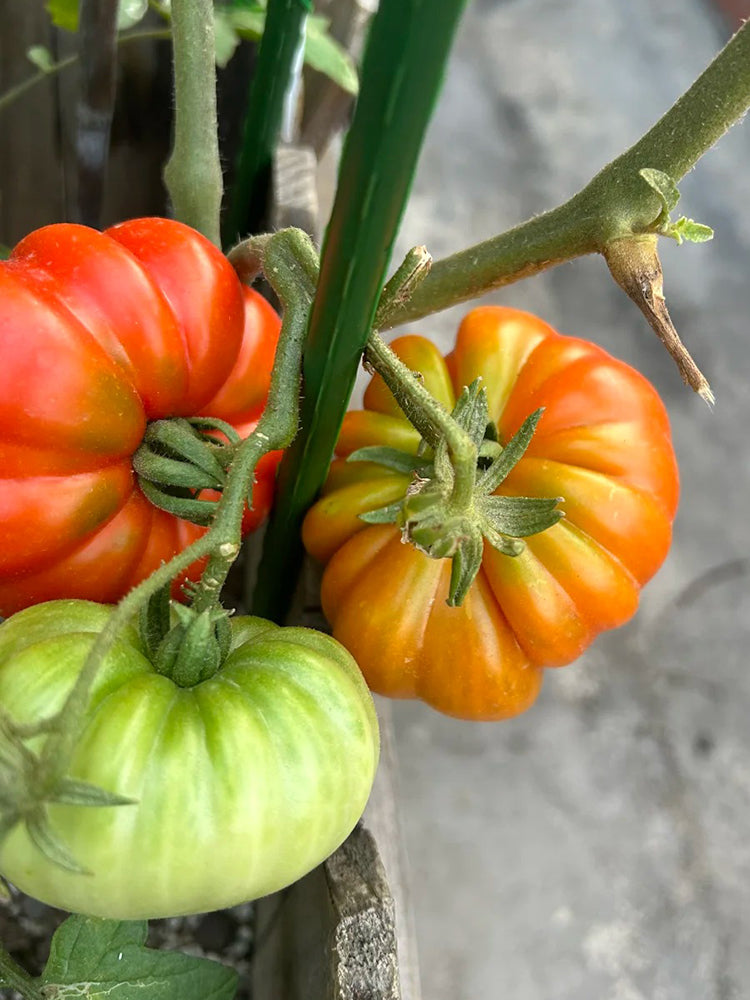 Classic Beefsteak Tomato