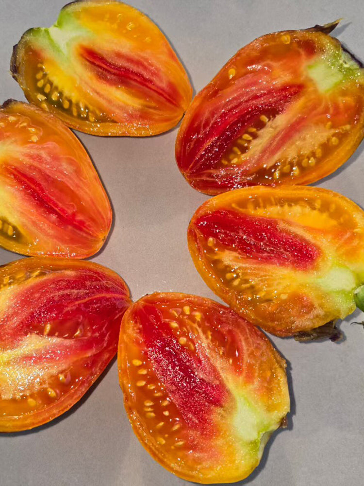 826 Fiery Red Comet Tomato