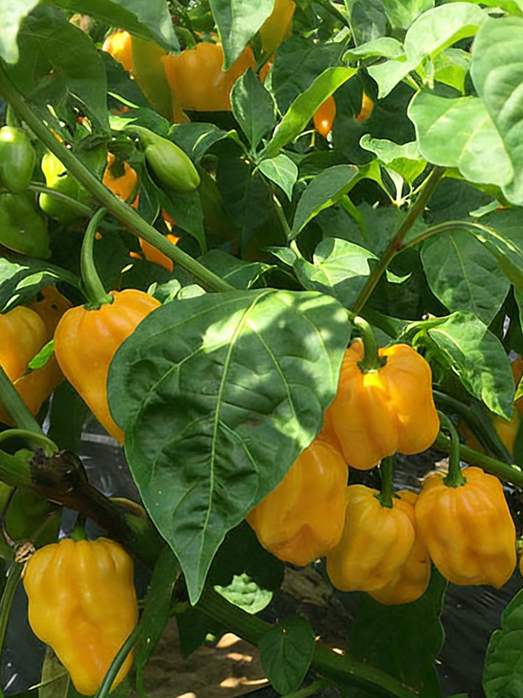 Hainan Yellow Lantern Pepper