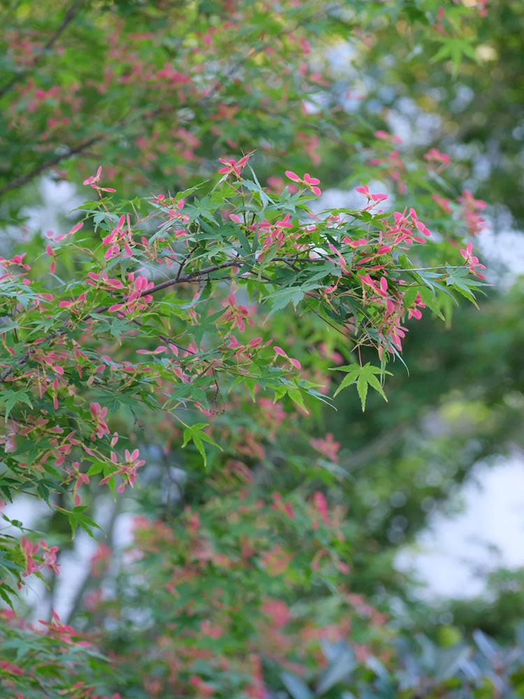Shallow Lobed Green Leaf Japanese Maple