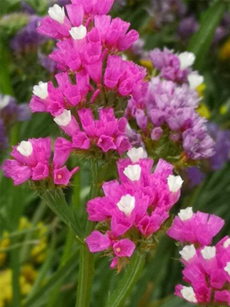 Purple-red Wavyleaf Sea Lavender (Limonium sinuatum)