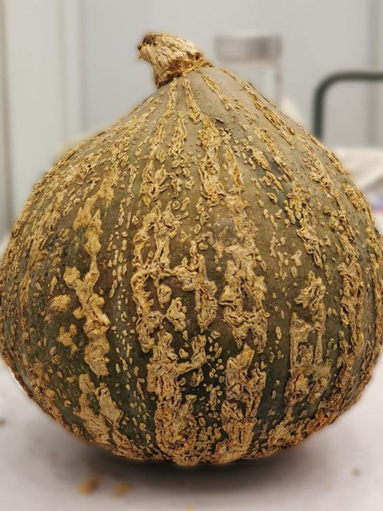Fushun Ribbed Ugly Pumpkin