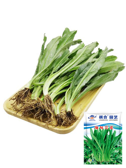 Sawtooth Coriander (Eryngium foetidum)