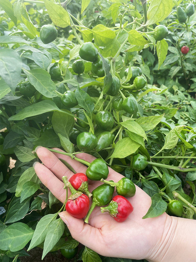 Jinjiao Hongtanzi Chili Pepper