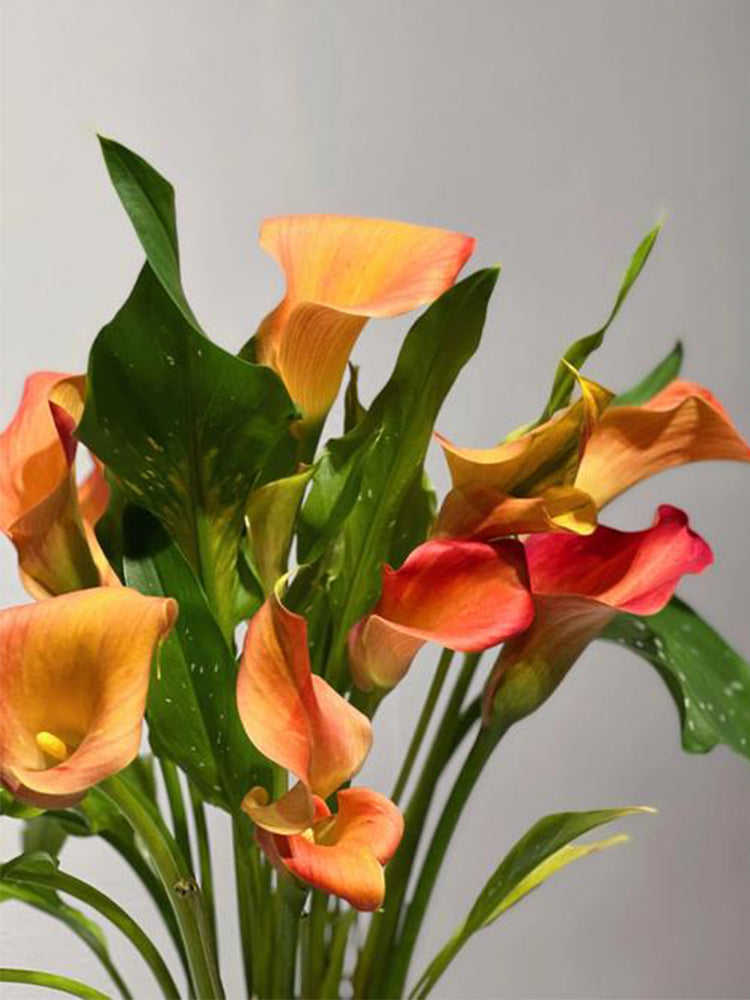 'Rialto' Calla Lily