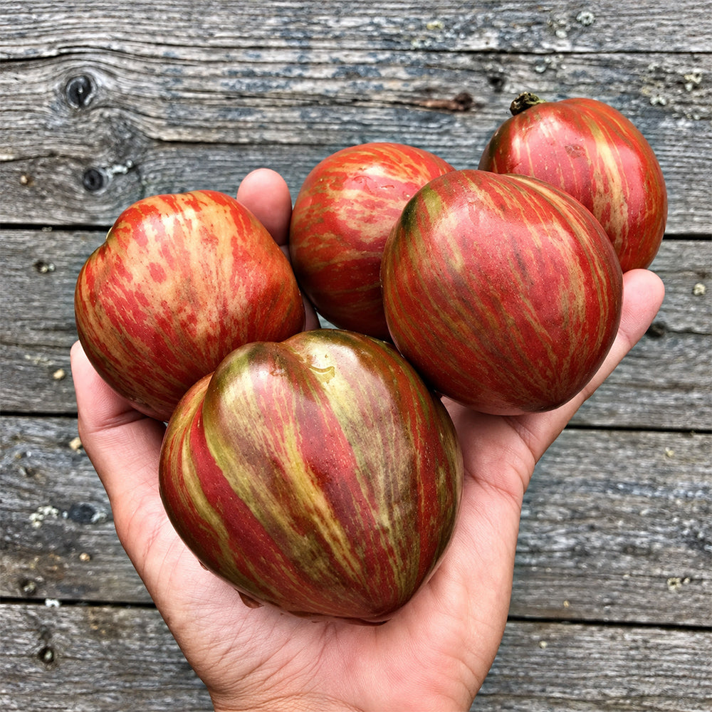 471 Dwarf Grail Tomato