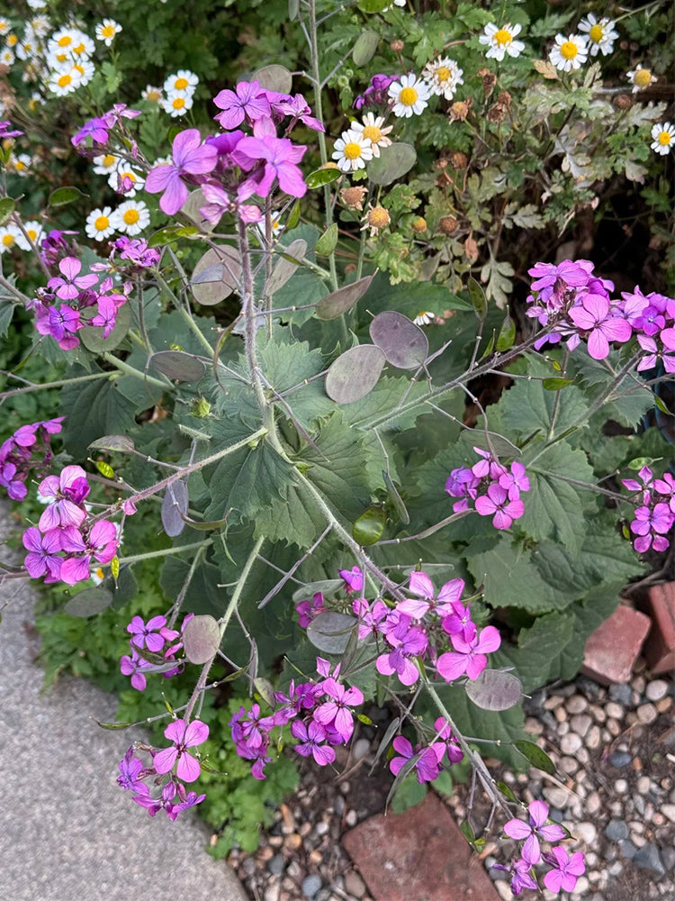 Silver Dollar Plant